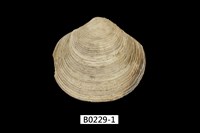 藏品(唱片蛤)的圖片